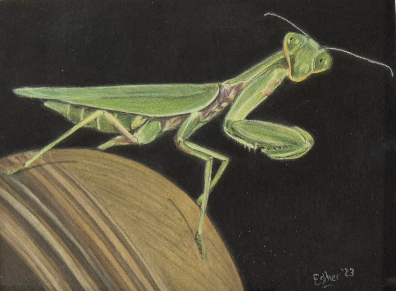 Pasteltekening bidsprinkhaan – realistisch insectenportret