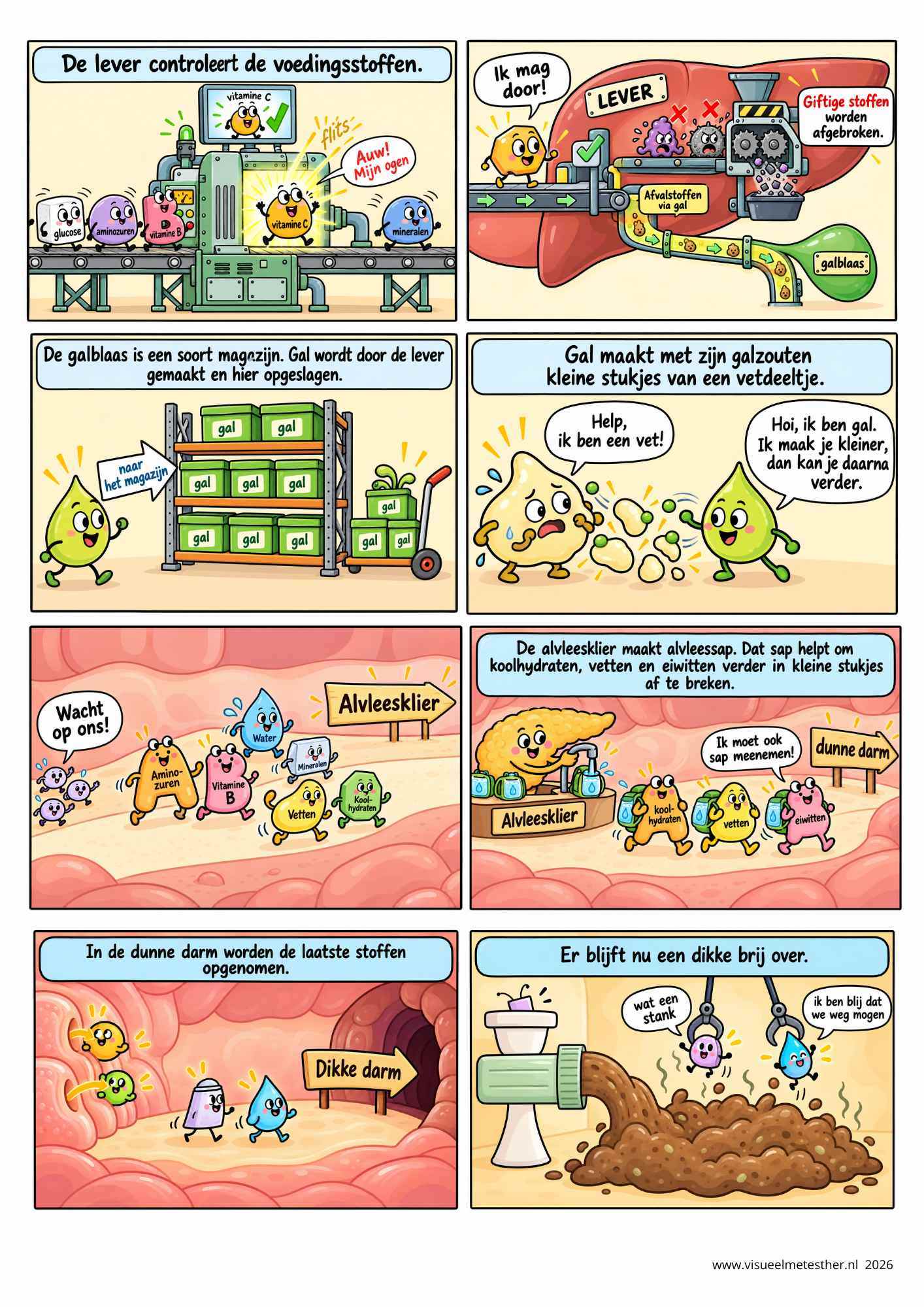 STRIP pagina 5 van mond tot kont - Spijsvertering