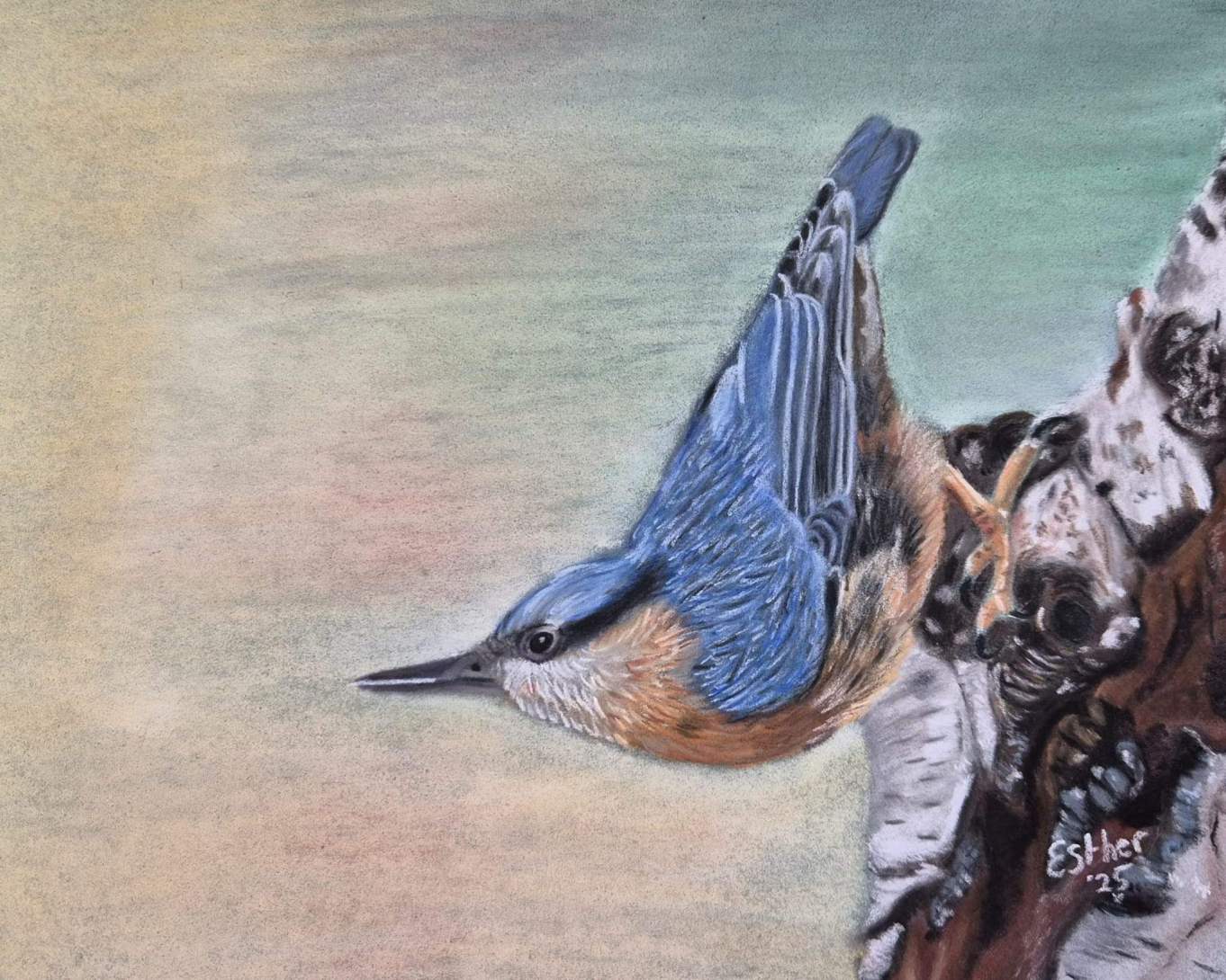 Pasteltekening van een boomklever