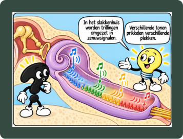 evenwicht en horen