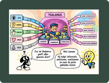 de thalamus
