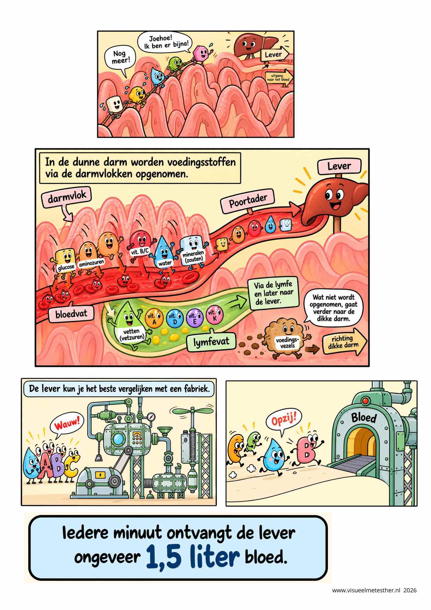 STRIP pagina 5 van mond tot kont - Spijsvertering
