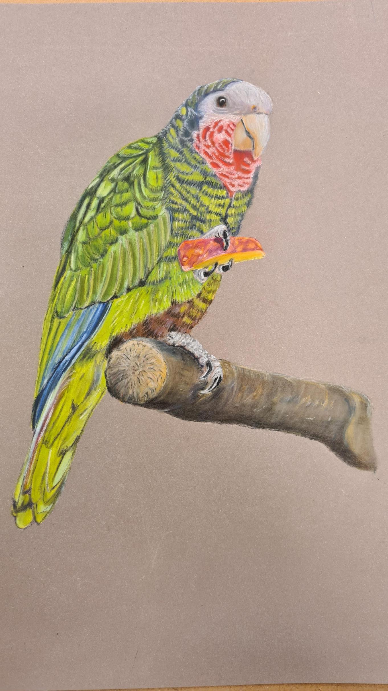 Pasteltekening van een amazonepapegaai, kleurrijk vogelportret in pastel