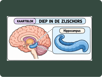 hippocampus