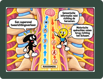 Hersenstam, ruggenmerg en hersenvocht