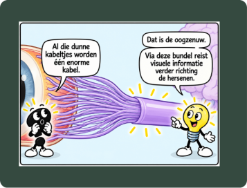 de oogzenuw