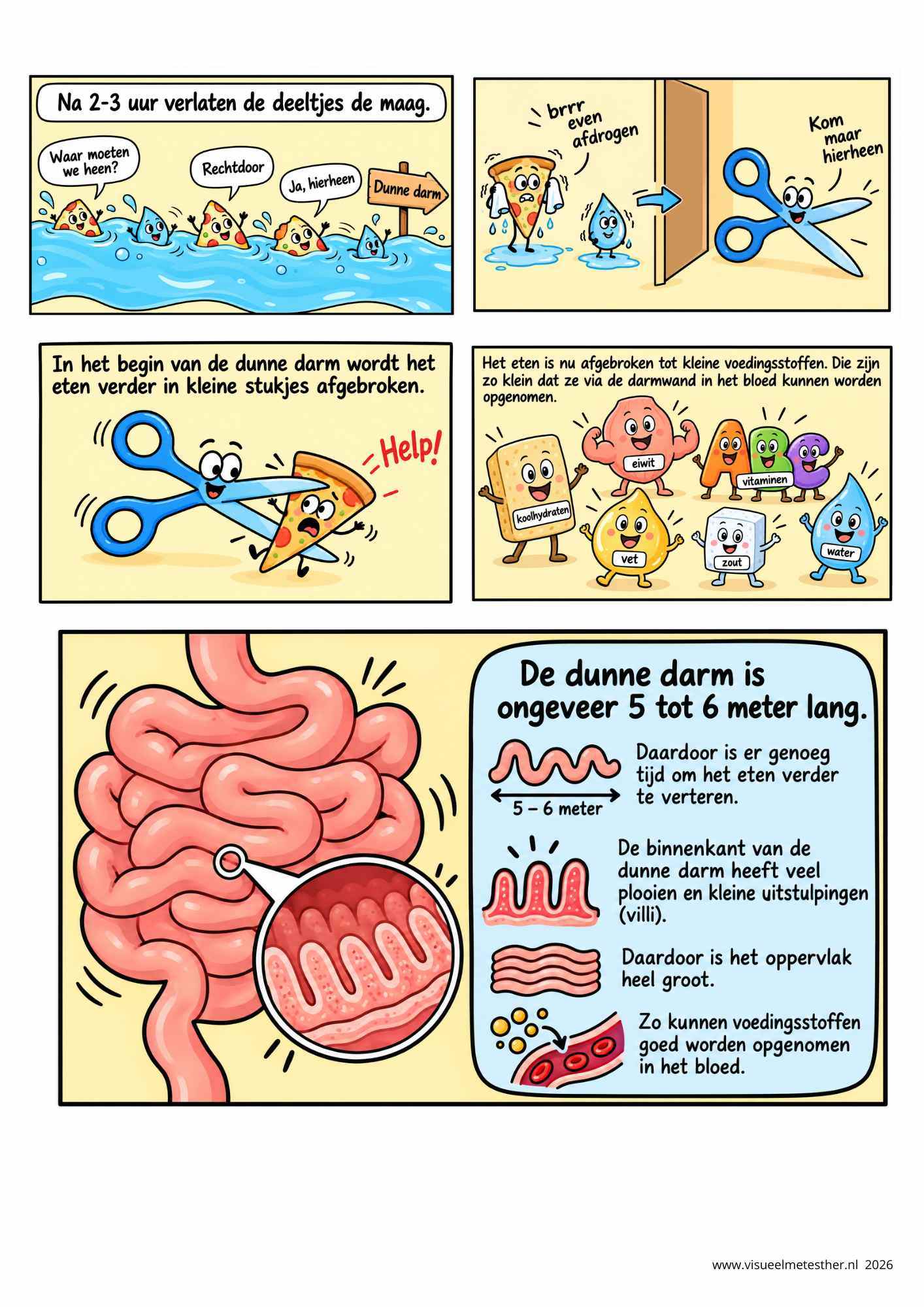 STRIP pagina 4 van mond tot kont - Spijsvertering